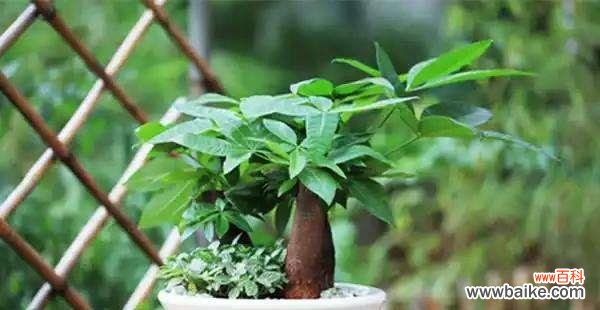 象征财运的植物有哪些？如何正确养护以招财进宝？