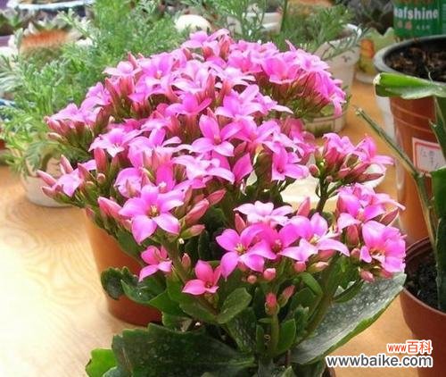 象征长寿吉祥如意的植物有哪些？它们各自代表什么含义？