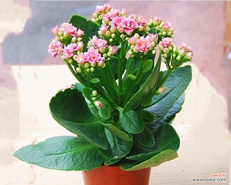 象征长寿吉祥如意的植物有哪些？它们各自代表什么含义？