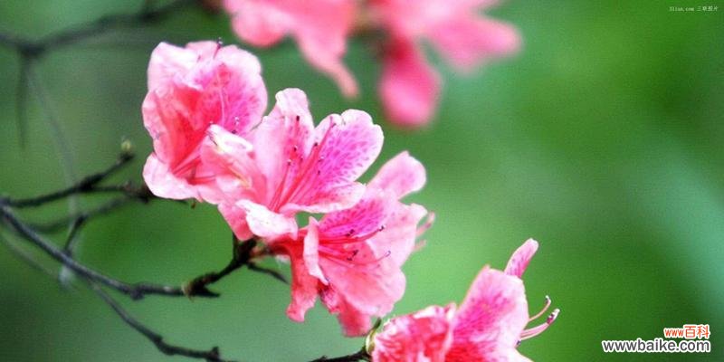 探究杜鹃花的开花规律和适宜条件 杜鹃花开花时间和数量解析