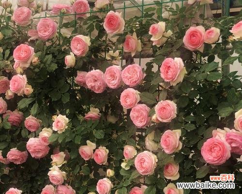 对比藤本月季和蔷薇的养殖难度和特点 藤本月季和蔷薇哪个更适合养？