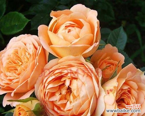 对比藤本月季和蔷薇的养殖难度和特点 藤本月季和蔷薇哪个更适合养？