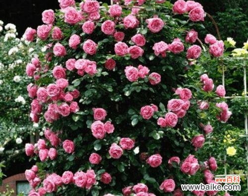 对比藤本月季和蔷薇的养殖难度和特点 藤本月季和蔷薇哪个更适合养？