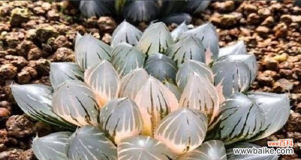 介绍多种常见的多肉植物及其特点 盘点常见的多肉植物品种