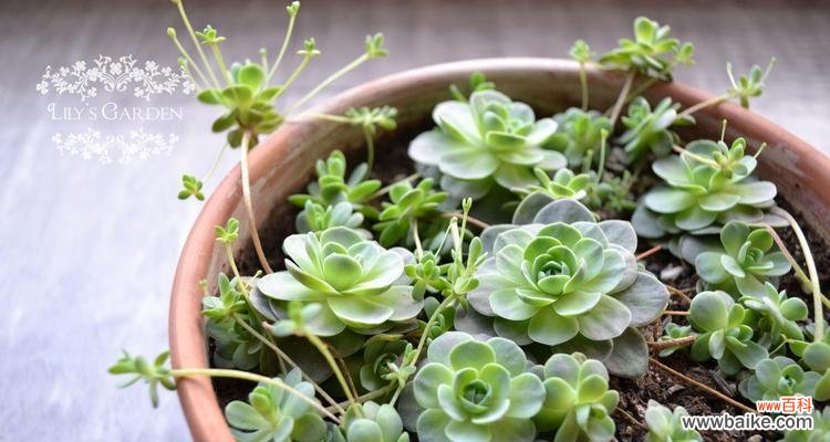 介绍多种常见的多肉植物及其特点 盘点常见的多肉植物品种