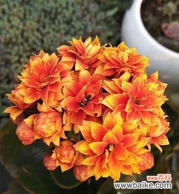 一年四季，这些花你都见过吗？ 花开四季，美丽无限