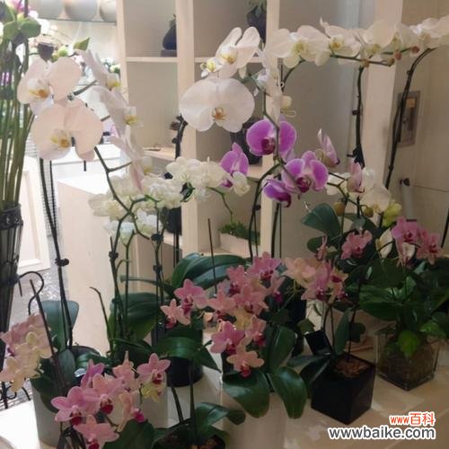 从选购到养护，打造美丽花园的必备技能 最简单蝴蝶兰家庭养护方法