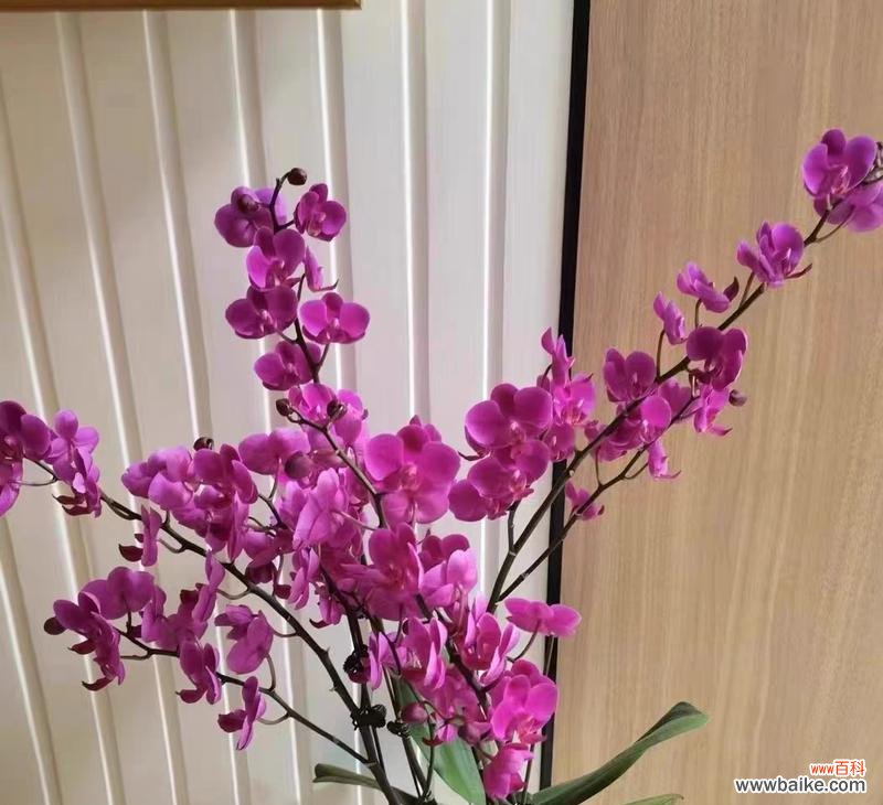 从选购到养护，打造美丽花园的必备技能 最简单蝴蝶兰家庭养护方法