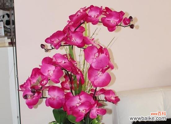 从选购到养护，打造美丽花园的必备技能 最简单蝴蝶兰家庭养护方法