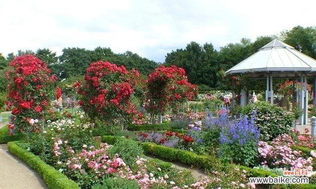 从选址到养护一步步教你 如何种植最好的玫瑰花？