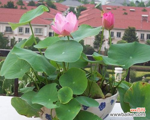 荷花水培瓶里的石头