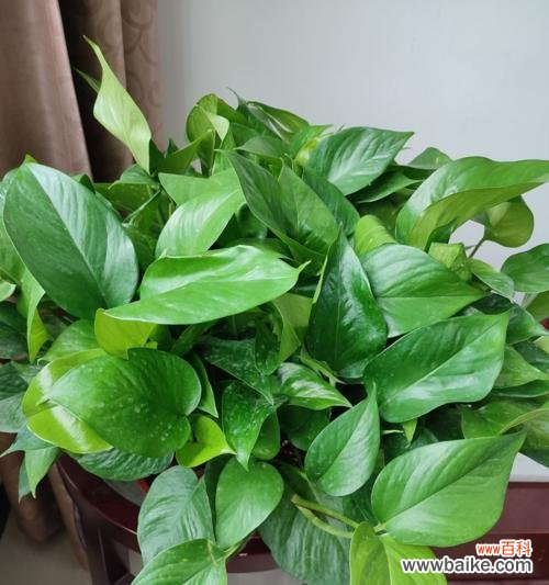 养护绿萝叶子变绿,从这8个方面入手 绿萝叶子发黄,教你养护妙招!