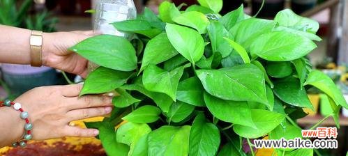 养护绿萝叶子变绿,从这8个方面入手 绿萝叶子发黄,教你养护妙招!