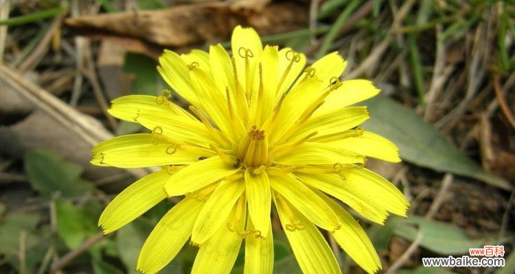 了解蒲公英,掌握生命之美 蒲公英的特点剖析