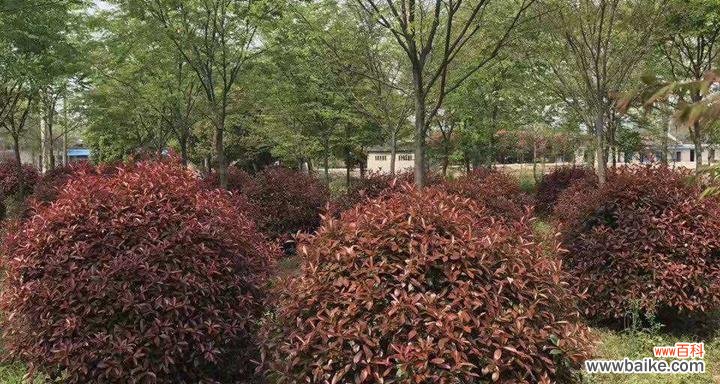 一种美丽的园林植物 红叶石楠球的神奇之处