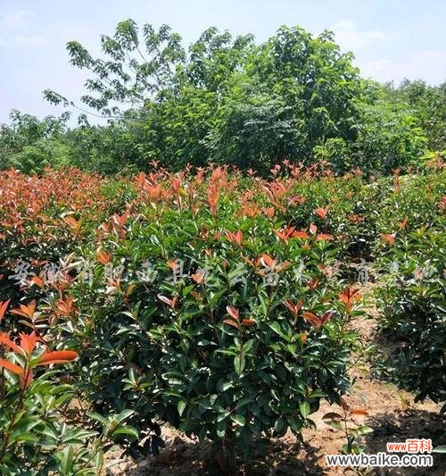 一种美丽的园林植物 红叶石楠球的神奇之处