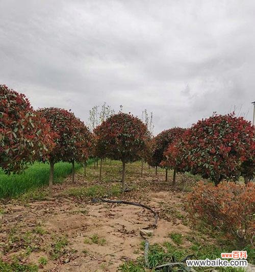 一种美丽的园林植物 红叶石楠球的神奇之处