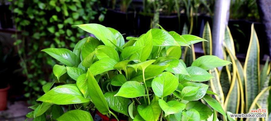 绿萝冬季养护指南，让它在冬天也能茁壮成长 如何让绿萝安然过冬