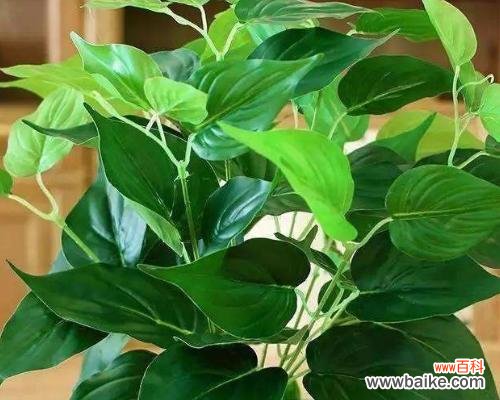 绿萝冬季养护指南，让它在冬天也能茁壮成长 如何让绿萝安然过冬