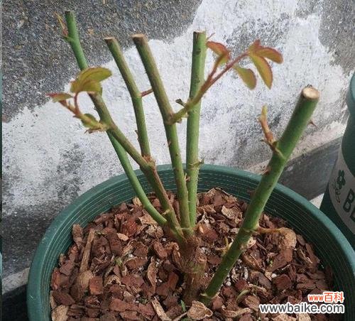 正确的浇水方法，让你的月季花开更美 浇水别误区，让地栽月季健康成长