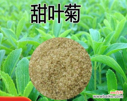 探究菊花叶子的营养含量及其烹饪食用方法 菊花叶子的营养价值与食用方法