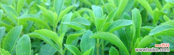 探究菊花叶子的营养含量及其烹饪食用方法 菊花叶子的营养价值与食用方法