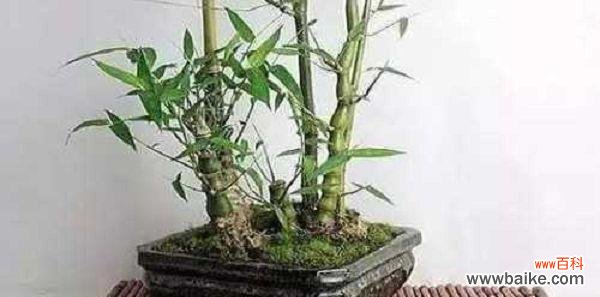 了解佛肚竹的特点和注意事项，让你轻松养活它 佛肚竹的养殖与管理技巧