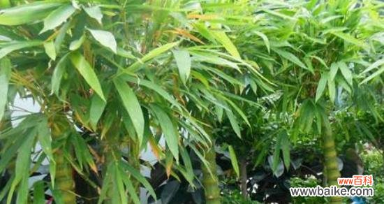 了解佛肚竹的特点和注意事项，让你轻松养活它 佛肚竹的养殖与管理技巧