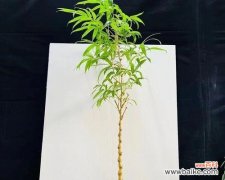 了解佛肚竹的特点和注意事项，让你轻松养活它 佛肚竹的养殖与管理技巧