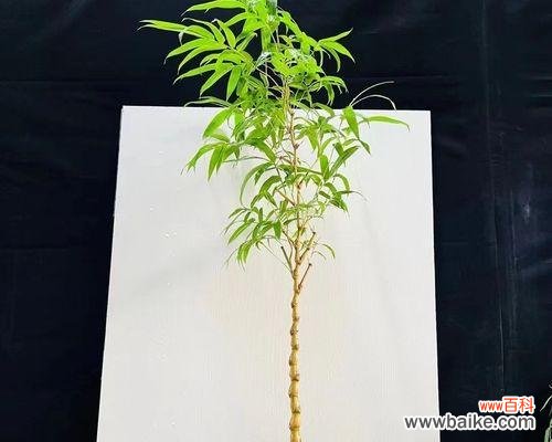 了解佛肚竹的特点和注意事项，让你轻松养活它 佛肚竹的养殖与管理技巧