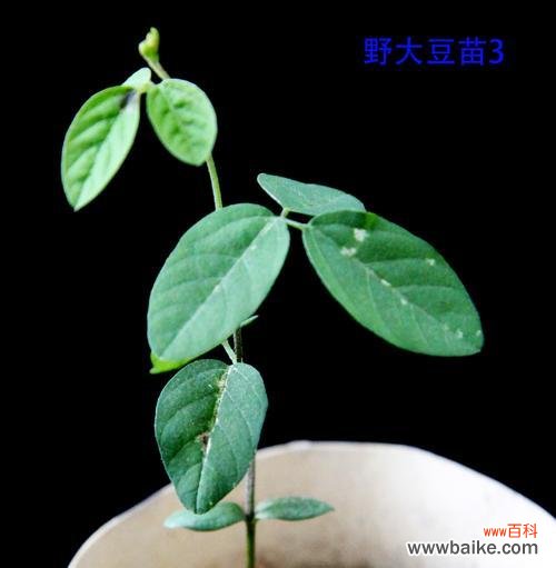 探索豆科植物的多样性与应用价值 认识常见的豆科植物