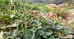 探索豆科植物的多样性与应用价值 认识常见的豆科植物