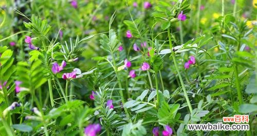 探索豆科植物的多样性与应用价值 认识常见的豆科植物