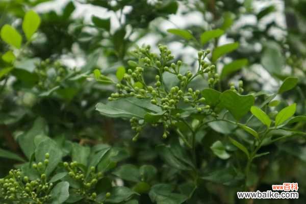 盆栽九里香为何不开花