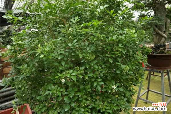盆栽九里香为何不开花
