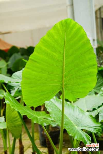 滴水观音叶子软下来了怎么办