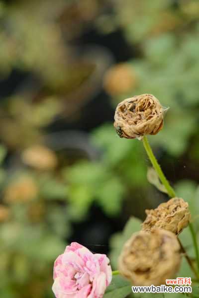 月季光杆了怎么办