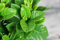 栀子花叶尖干枯褐色的原因