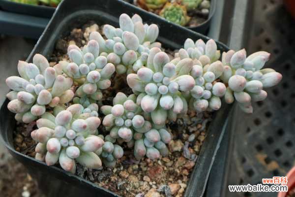 多肉砍头后老桩不发芽的原因