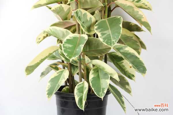 橡皮树落叶是什么原因