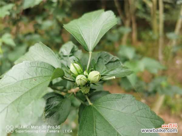 木槿花叶子蔫了有救吗