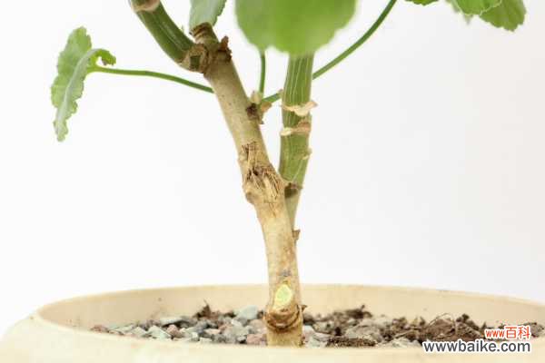 天竺葵光长叶子不开花怎么办