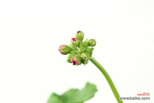 天竺葵光长叶子不开花怎么办