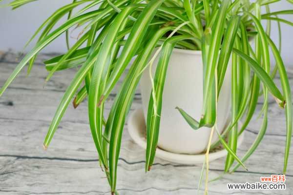 吊兰干尖是怎么回事