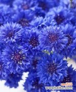 探究蓝色矢车菊的象征意义及文化内涵 蓝色矢车菊的花语与寓意