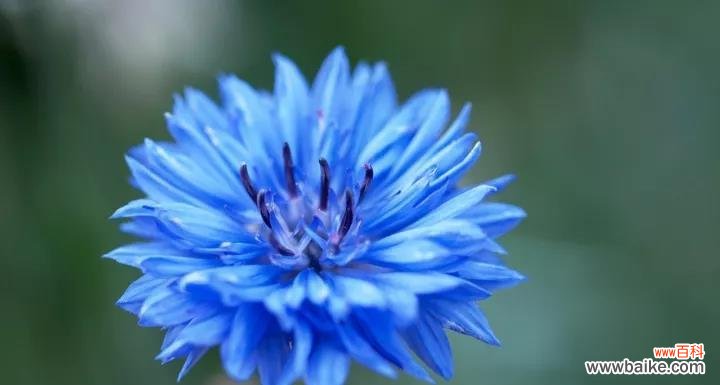 传递真挚情感的蓝色矢车菊 蓝色矢车菊的花语