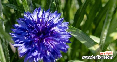 传递真挚情感的蓝色矢车菊 蓝色矢车菊的花语