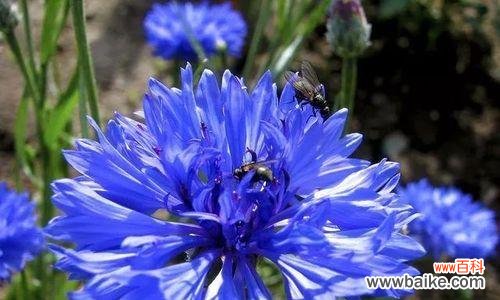 传递真挚情感的蓝色矢车菊 蓝色矢车菊的花语