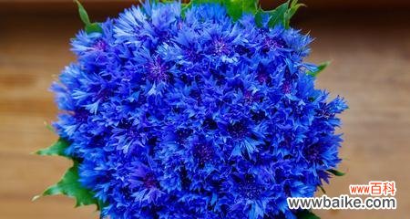 探究蓝色矢车菊的花语意义与传承 蓝色矢车菊的花语与美丽