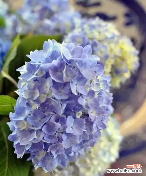 蓝色绣球花的花语及其象征意义 蓝色绣球花